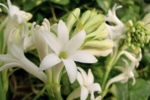 conseils pour cultiver la plante avec des fleurs très parfumées