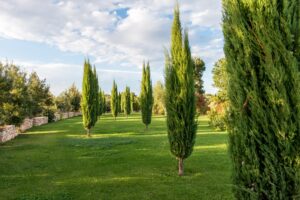 lesquels sont-ils et lesquels pouvons-nous cultiver dans le jardin