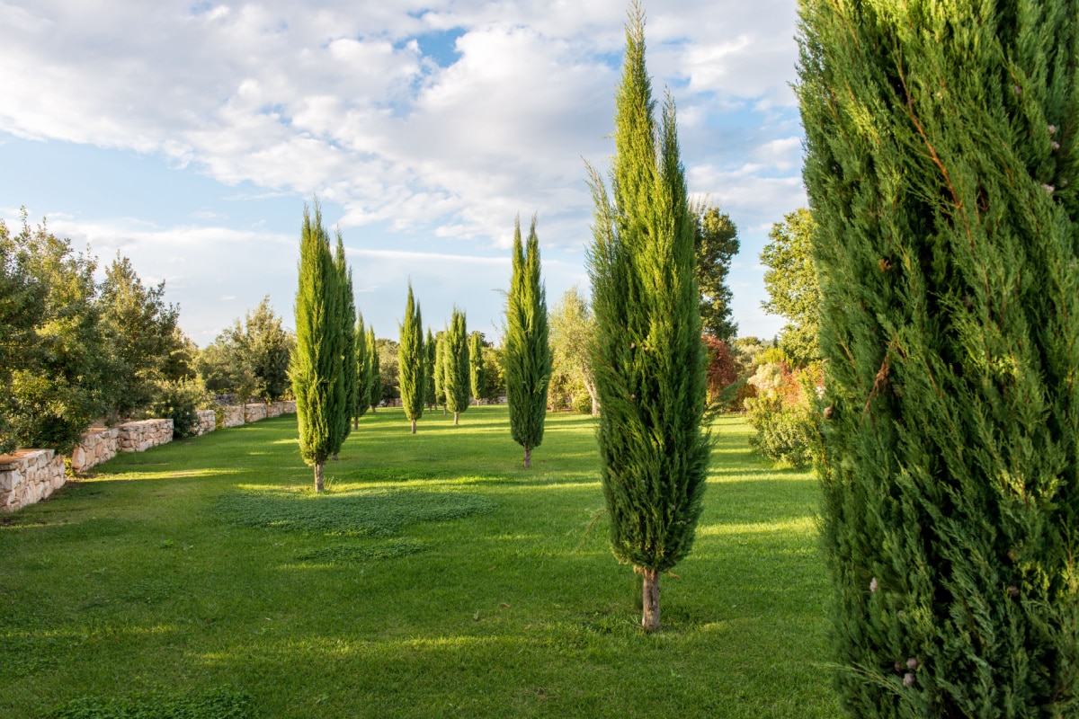 lesquels sont-ils et lesquels pouvons-nous cultiver dans le jardin