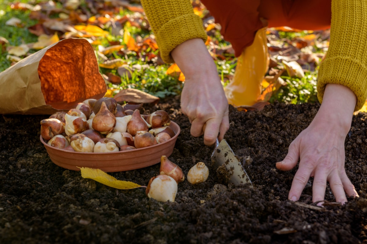 que faire dans le jardin ce mois-ci