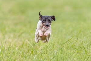 Terrier japonais : origines, caractéristiques, tempérament, conseils