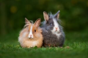 caractère, soin et apparence de ce petit lapin