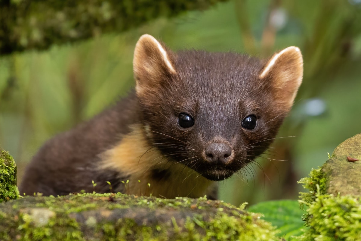caractéristiques, habitat et comportements habituels