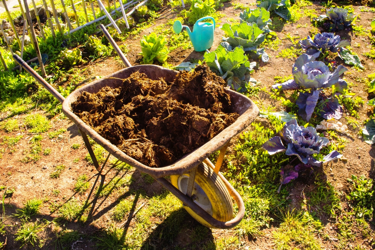 Lire la suite à propos de l’article l'engrais naturel pour potagers et plantes fleuries et fruitières
