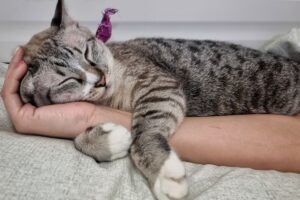Race de chat la plus affectueuse : découvrons-les toutes