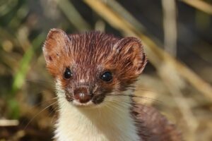 caractéristiques, habitat, habitudes et conseils pour protéger les poulaillers