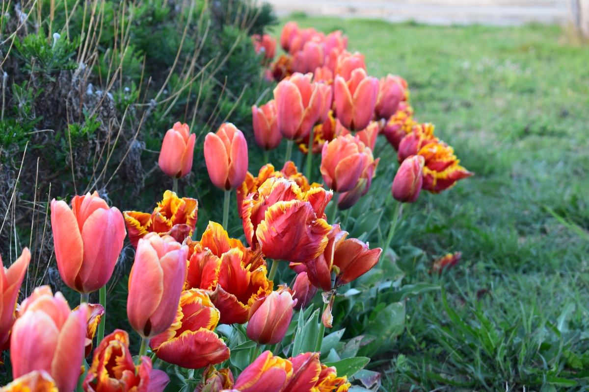Lire la suite à propos de l’article Fleurs printanières comment en prendre soin| jardin multicolore