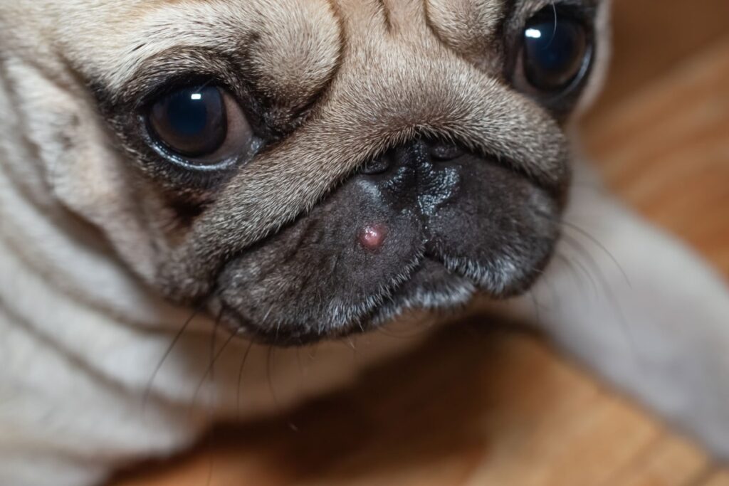 Boutons chez le chien : causes, traitement et prévention