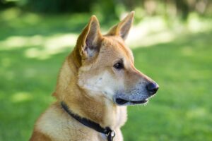 Chien Canaan : caractéristiques, comportement et tempérament