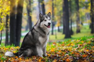 Malamute d'Alaska : apparence, caractère et soins