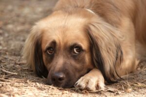 Symptômes d'empoisonnement du chien et substances dangereuses les plus courantes
