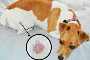 Teigne du chien : symptômes, traitement et prévention