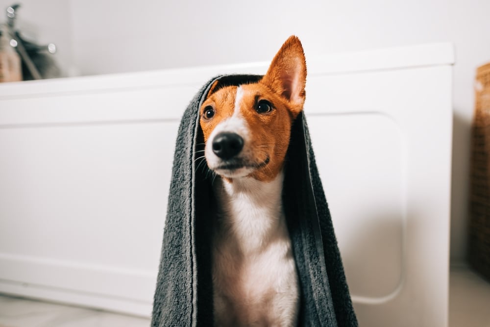 caractère, éducation, spécificité et apparence de ce chien