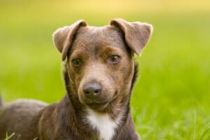 caractéristiques, santé, chiots, soins et formation