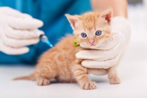 quand commencer et les vaccins les plus recommandés