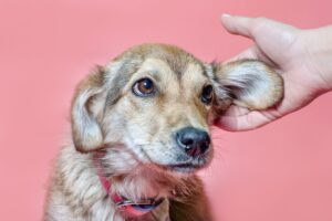 symptômes et traitements pour le traitement de la dermatite et de l'otite
