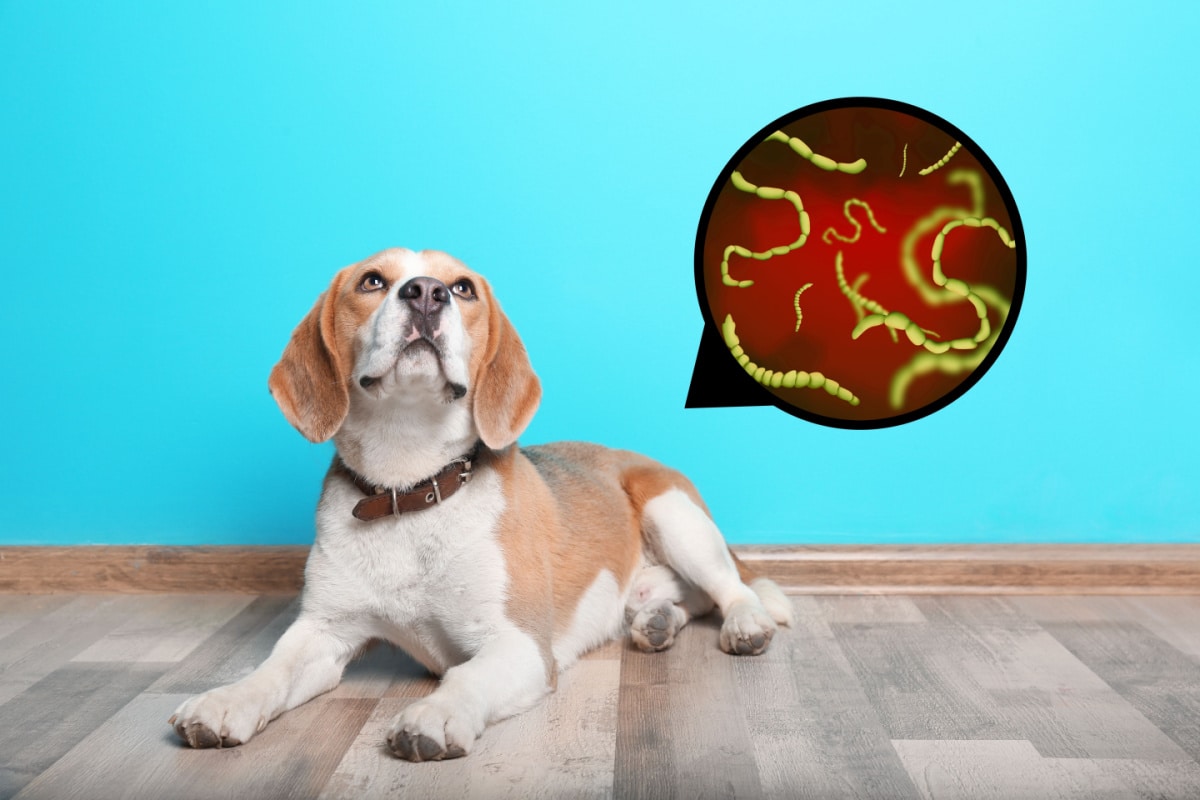 types, symptômes, diagnostic, traitements et prévention