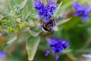 un arbuste aux magnifiques fleurs bleues et violettes
