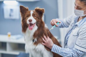 vaccinations de base et calendrier pour les chiots