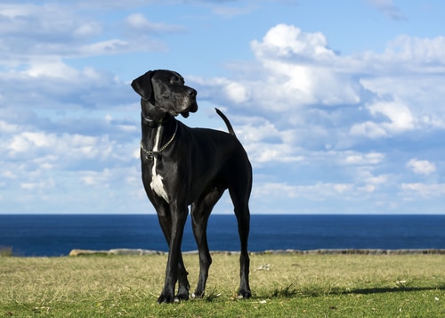 Lire la suite à propos de l’article Quel est le plus gros chien du monde ? Les races de chiens géants et les records