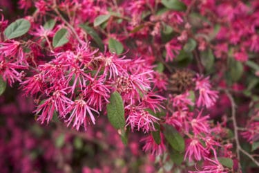 Loropétale , variété et entretien de ces plantes Loropétale , variété et entretien de ces plantes
