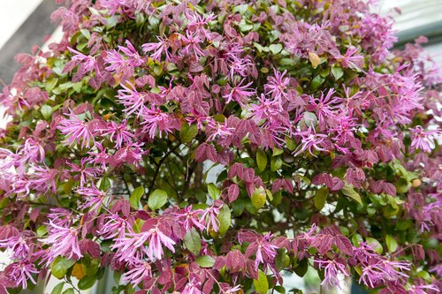 Loropétale , variété et entretien de ces plantes-2 Loropétale , variété et entretien de ces plantes-2