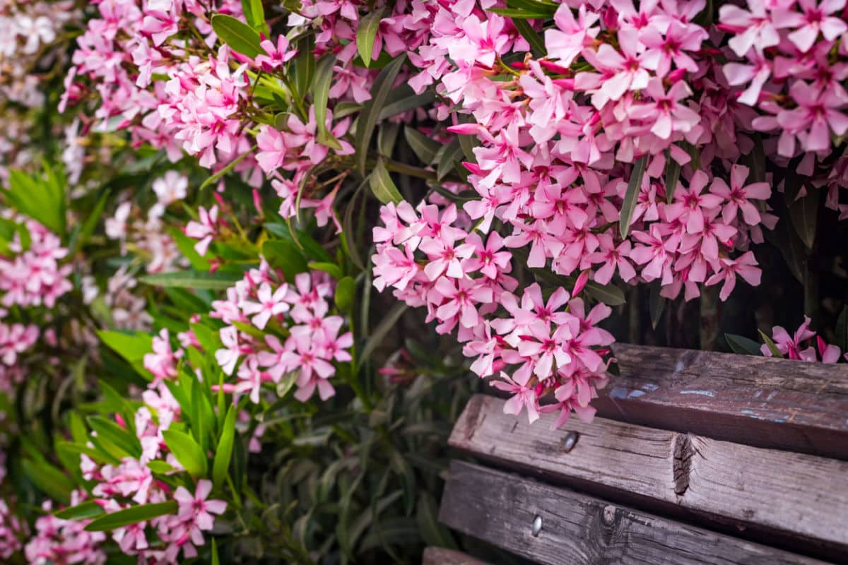 Plantes d'extérieur plus résistantes : qu'est-ce que c'est, comment les cultiver