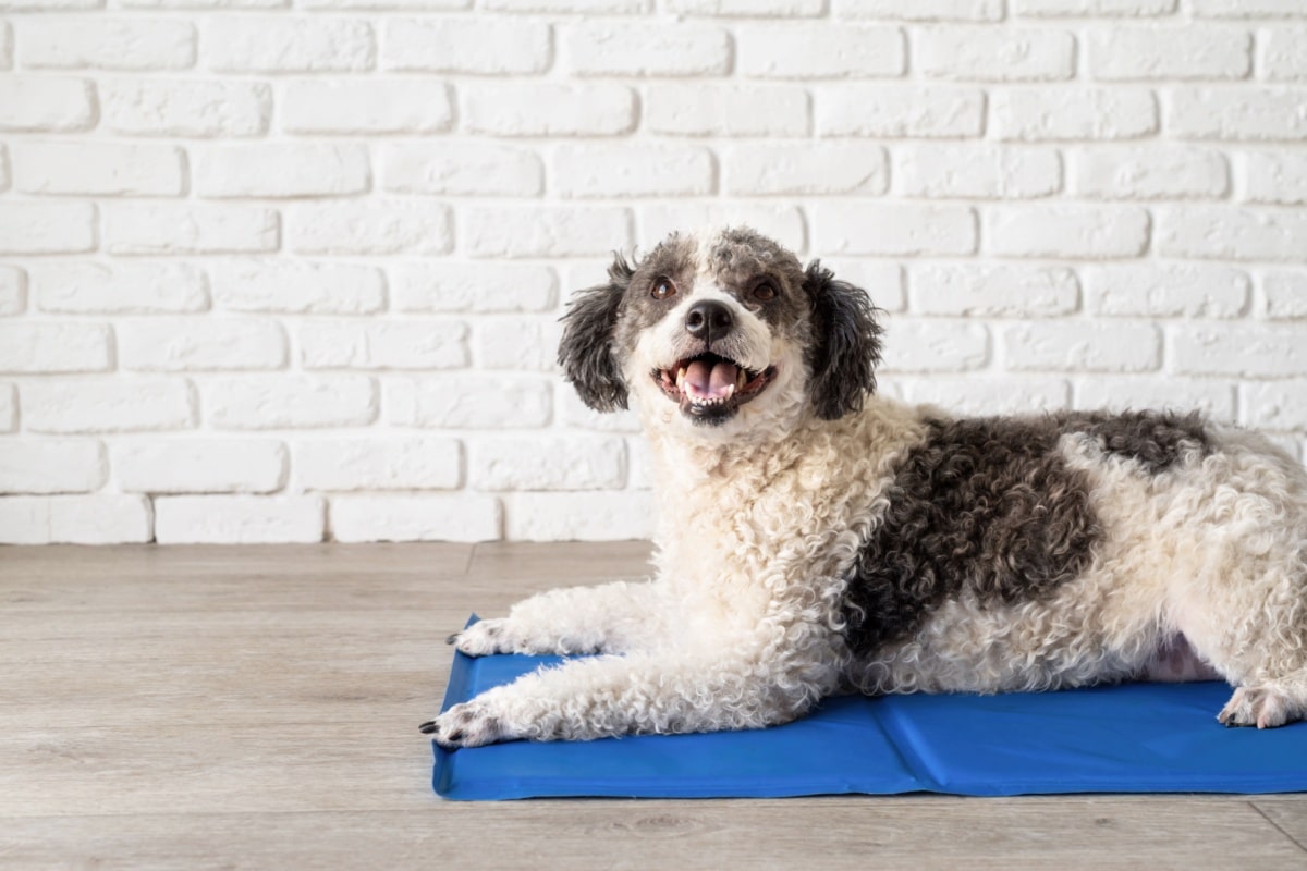 Tapis rafraîchissants pour chien, quels sont les meilleurs modèles ?