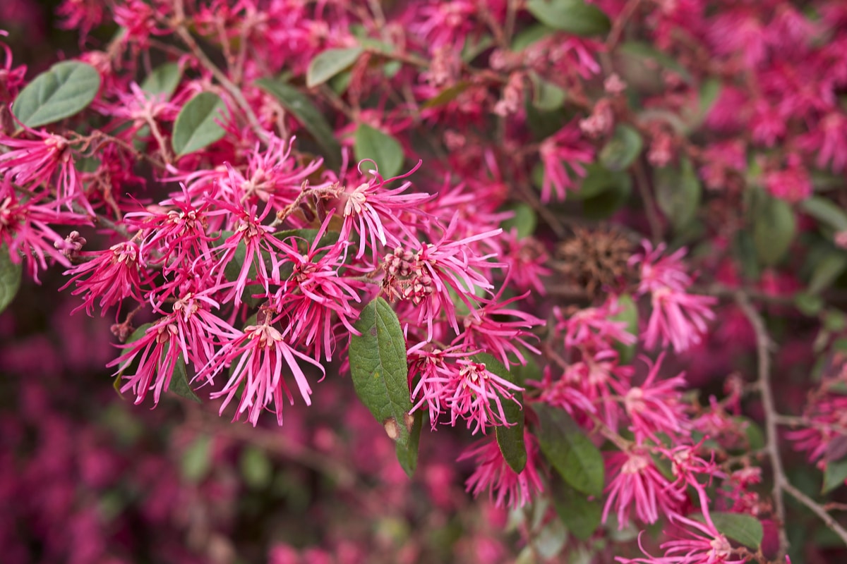 variété et entretien des plantes