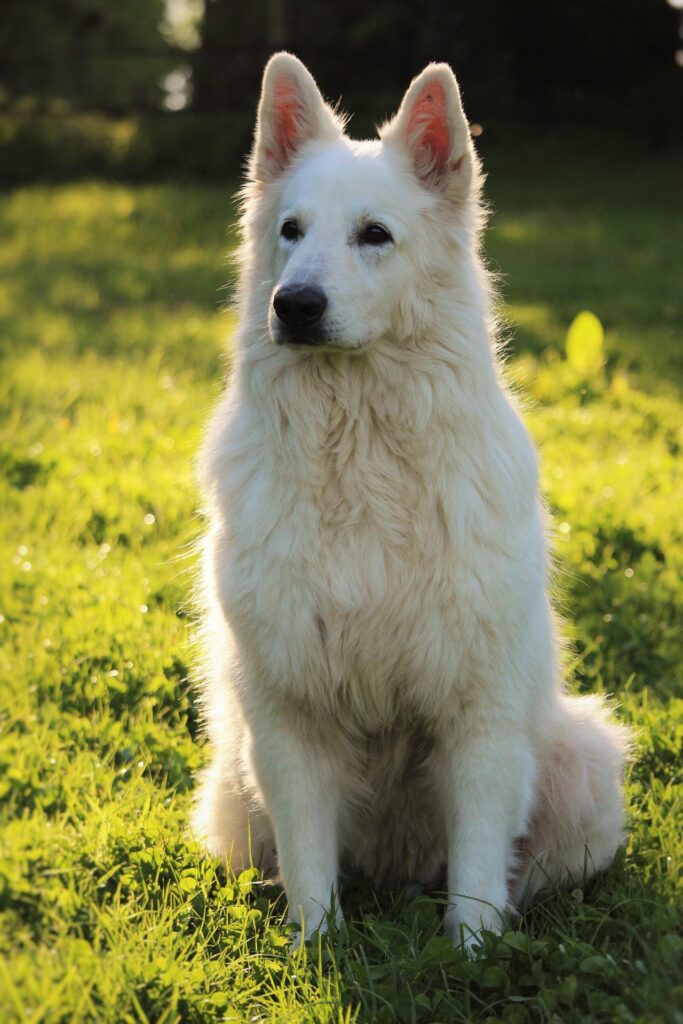 Berger Blanc Suisse : Caractère, Éducation, Santé et Guide Complet