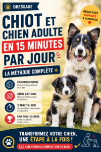 Lire la suite à propos de l’article Dressage Chiot et Chien Adulte en 15 Minutes par Jour : La Méthode Complète